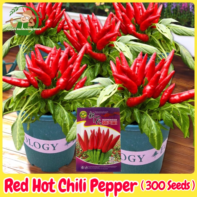 Siling Labuyo 300 Seeds For Planting Fresh Organic Red Hot Pepper Seeds