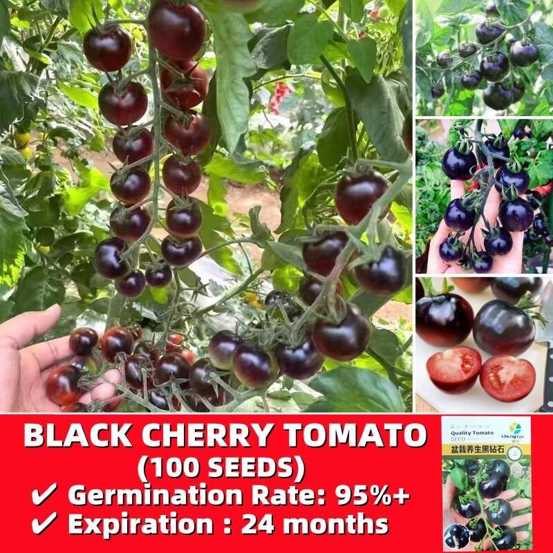 Organic Seeds Easy To Grow In Philippines Seeds High Yield Black