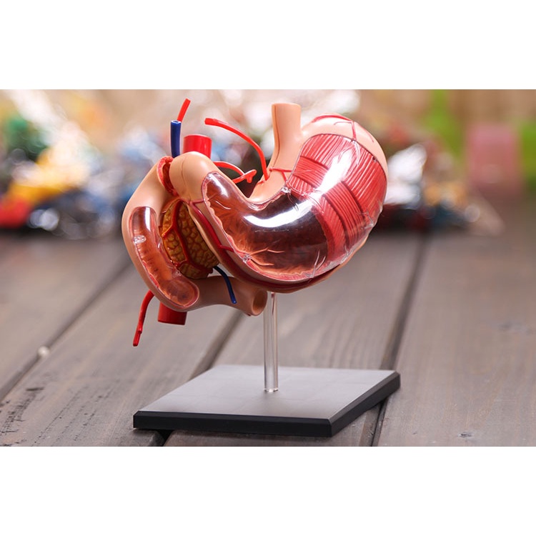 stomach anatomical model Human Anatomy model Solution structure of the