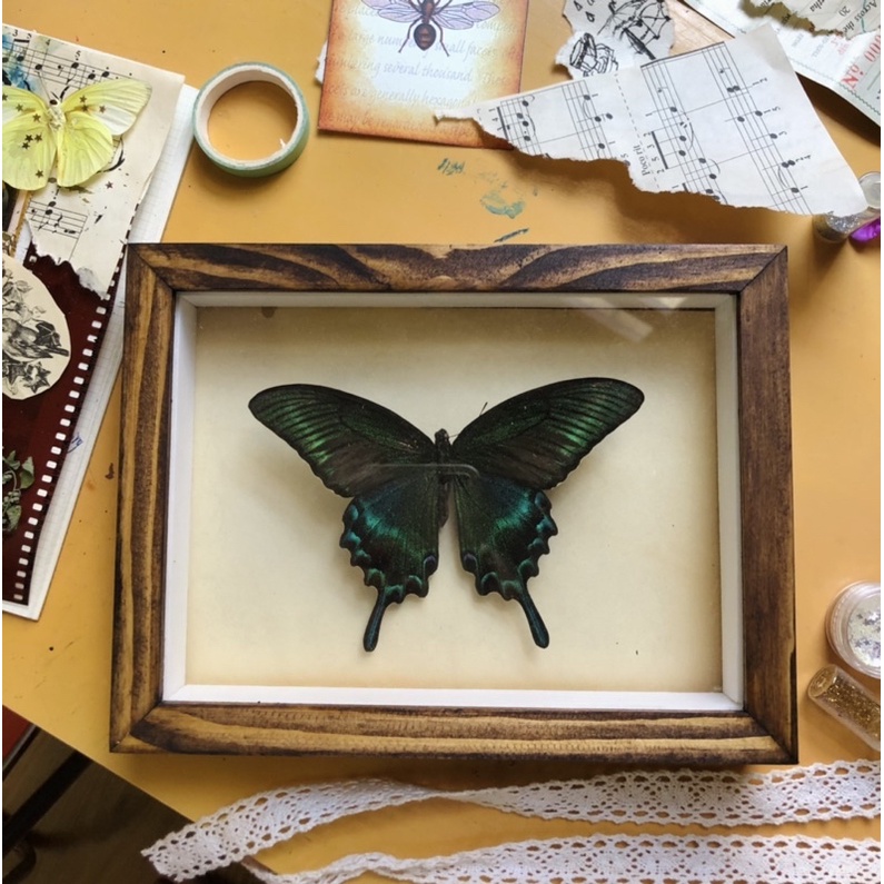 Butterfly specimen frame | Shopee Philippines