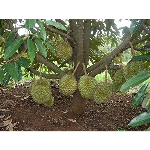 Grafted Durian Kob Yellow Variety Fruit Seedling 15 Inches Height