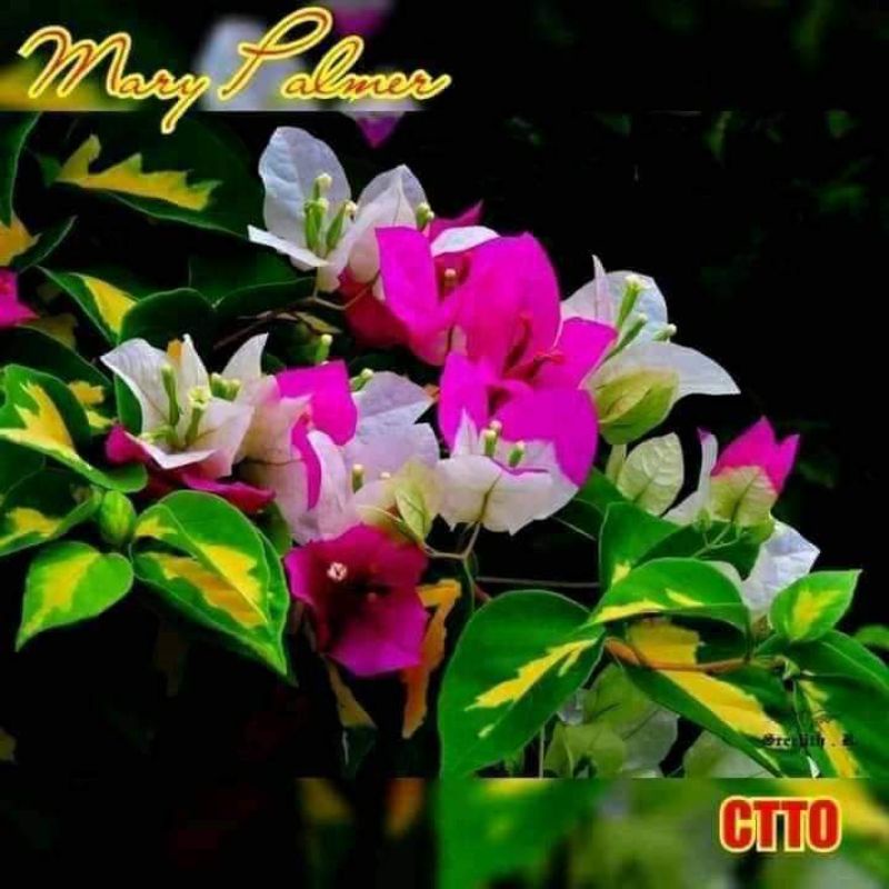 SALE!! BOUGAINVILLEA CUTTINGS Shopee Philippines