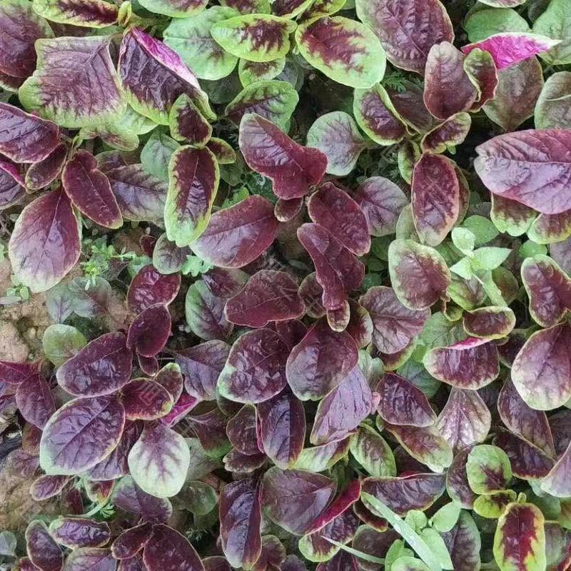 Red Spinach Seed Vegetable Seeds Four Seasons Family Courtyard Sowing