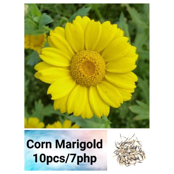 Corn Marigold Seeds (10pcs) Shopee Philippines