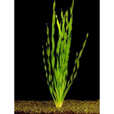 Corkscrew Vallisneria low tech 5pcs aquarium/aquascaping needs | Shopee ...