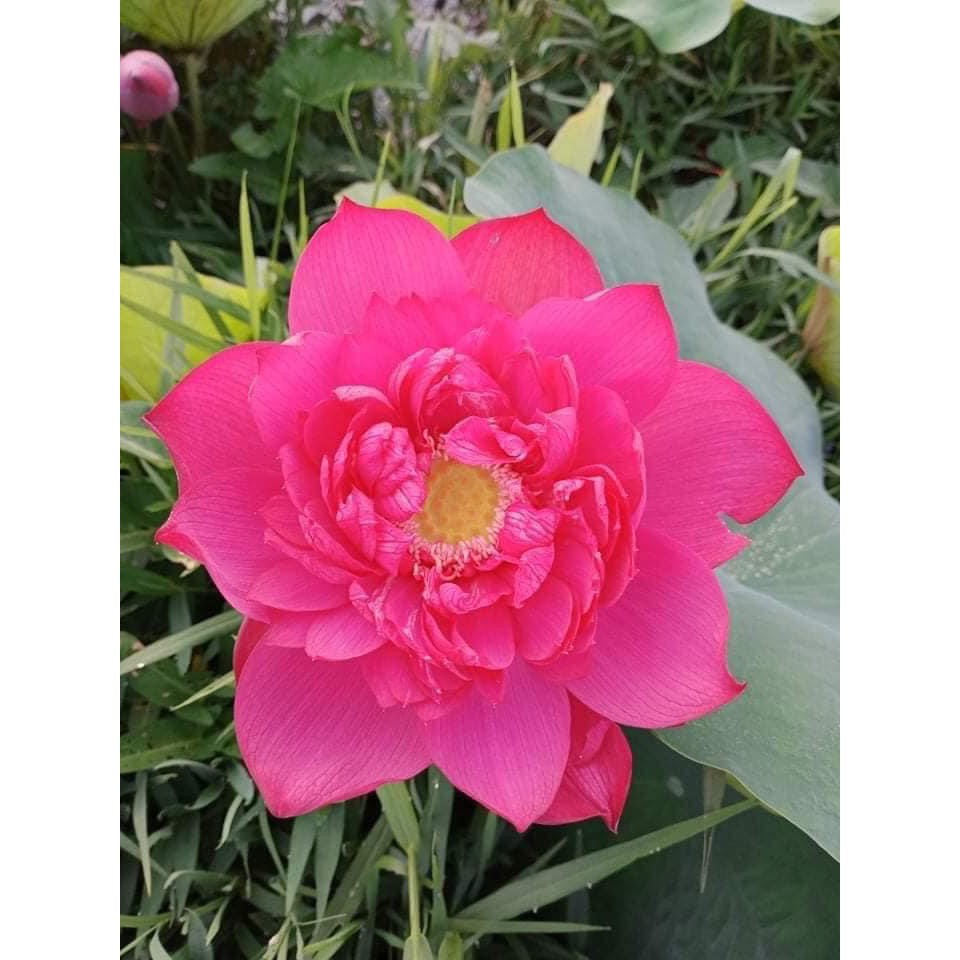 Blood red lotus root blooms after 45 days (Real photo no. 2) | Shopee ...