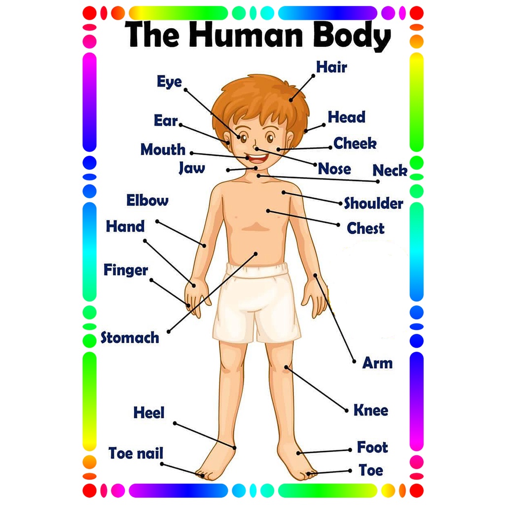 LAMINATED MAKAPAL EDUCATIONAL CHARTS for KIDS A4 8X12 inches BODY PARTS ...