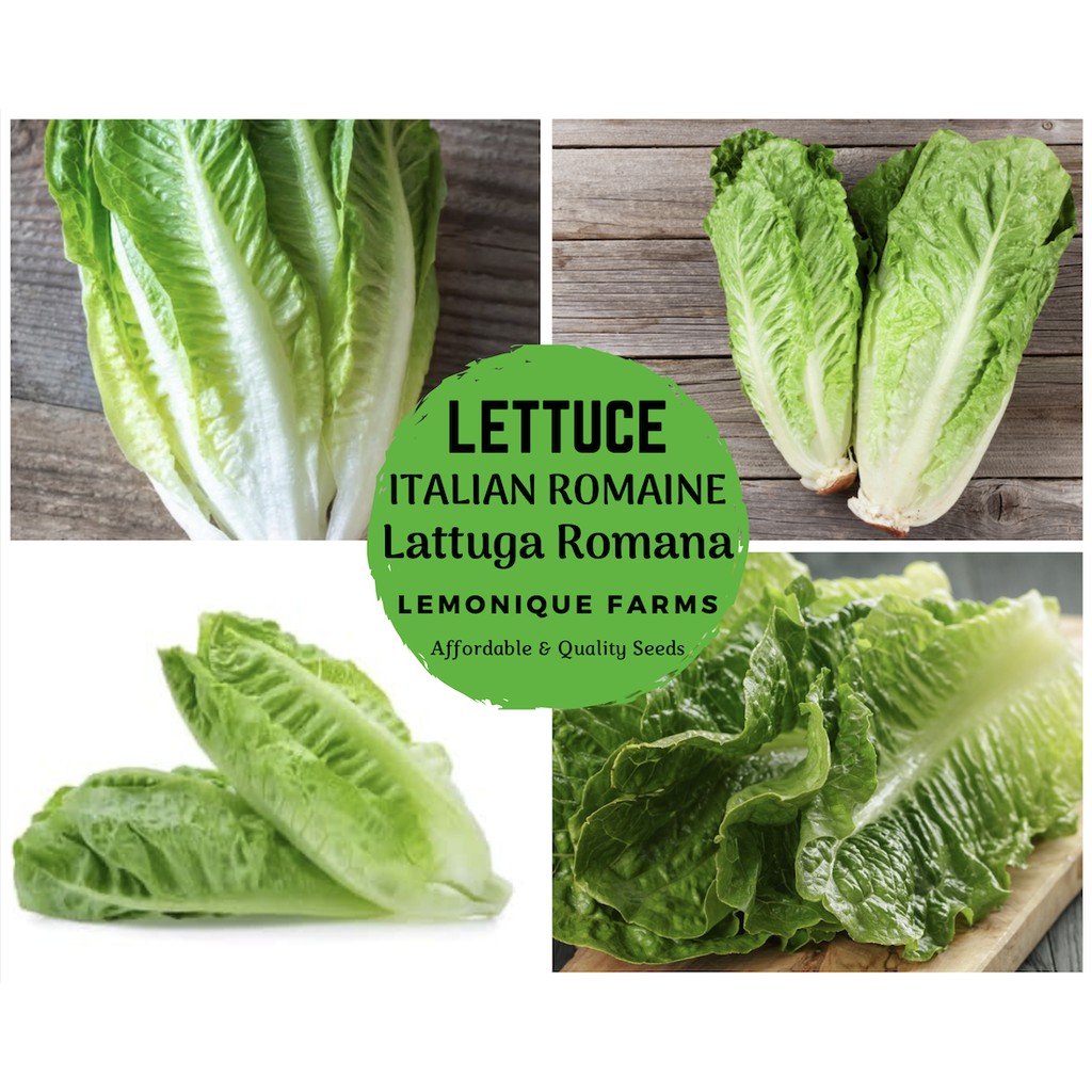 Italian Romaine lettuce Seeds Italian Romaine Lettuce Lattuga