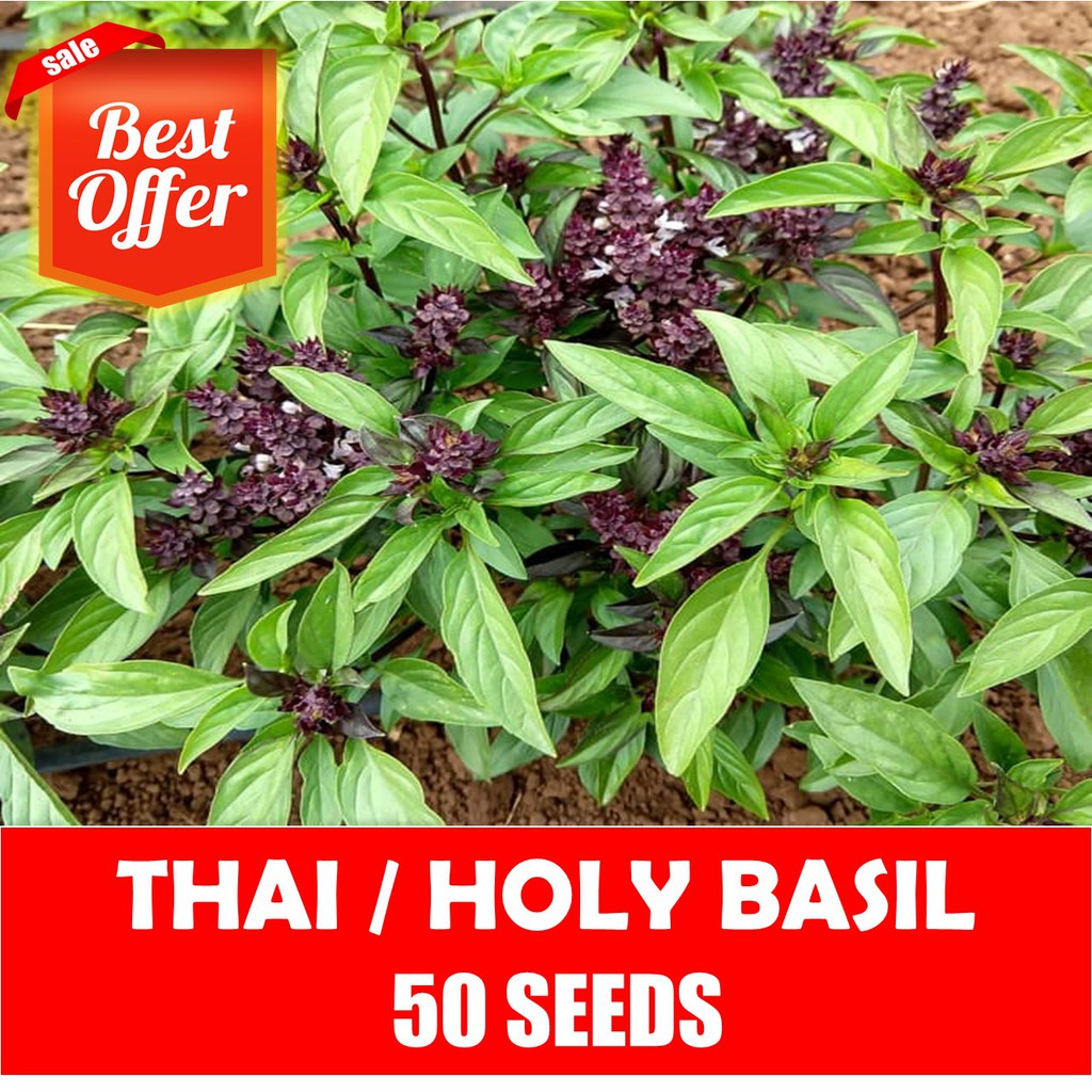 Thai Basil Seeds Vegetable Seeds Shopee Philippines