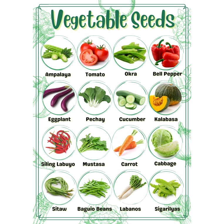 (SET 1) SULIT PACK! VEGETABLE SEEDS! (Pechay Sitaw Okra Talong Sili ...