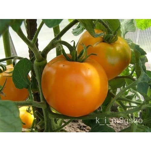 Plantable/20Sliced Tomato Ecological Seeds Vegetable Tomato Huma Seeds ...