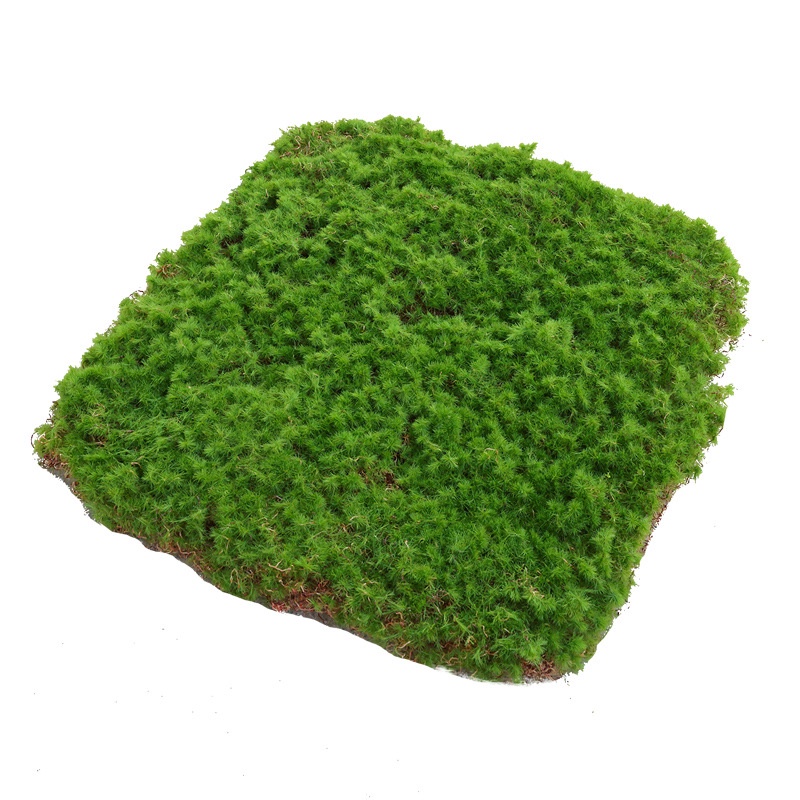 Green Moss Wall Art Panels Preserved Forest Moss Decorative Preserved