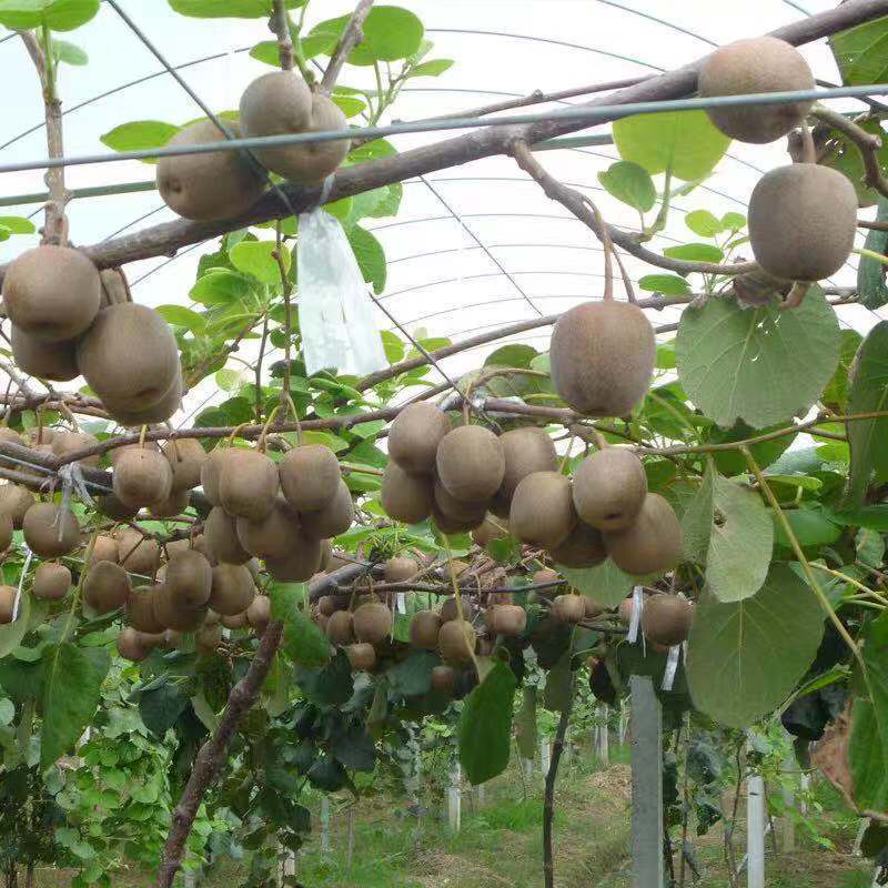 Base Wholesale Kiwifruit Sapling Fruit Sapling Field Cultivation Potted