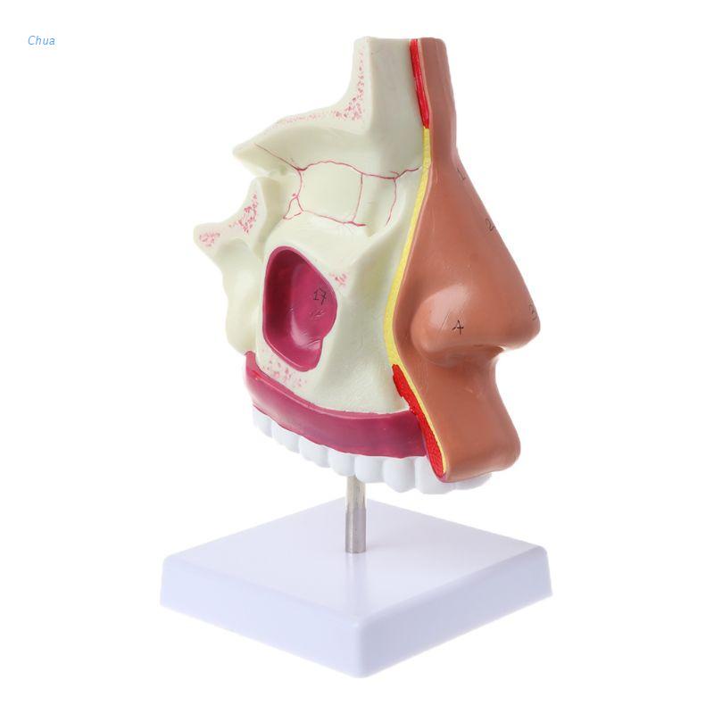 Chua Human Nasal Cavity Anatomy Model Medical Nose Cavity Structure For ...