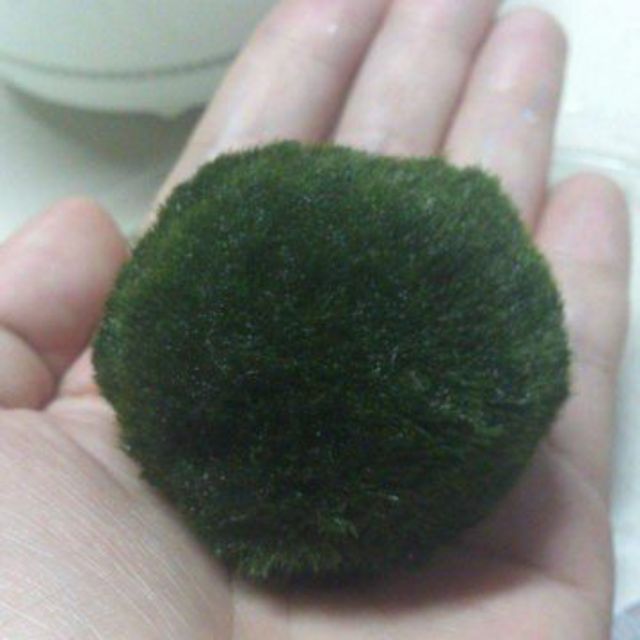 MARIMO 'MOSS' BALL - Australian Grown