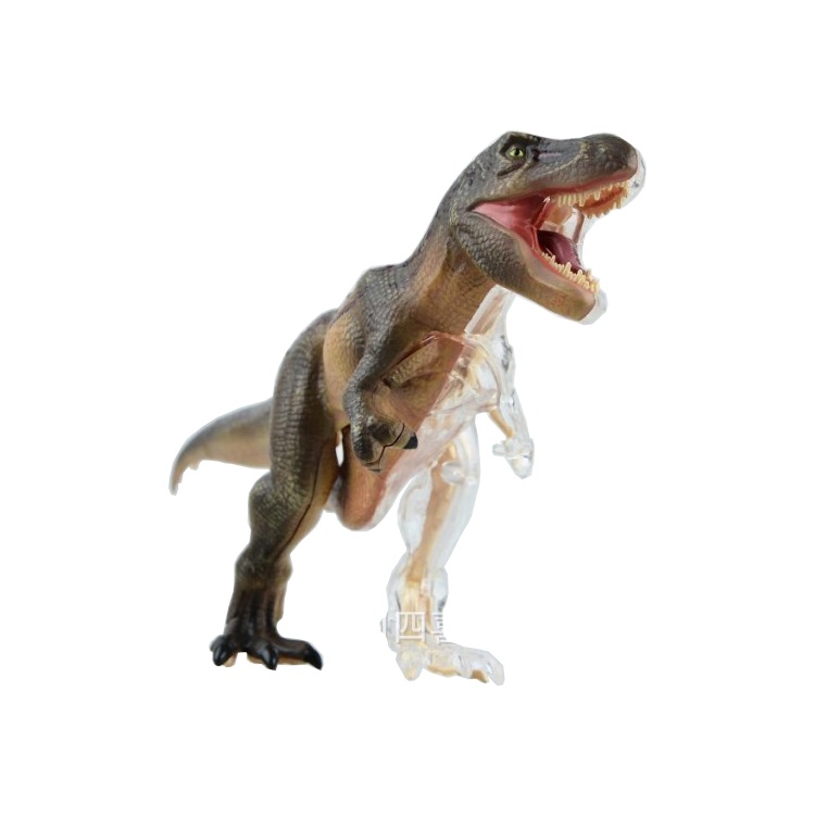 Assembled 4D TREX Dinosaur Anatomy Model Skeleton Model Fully