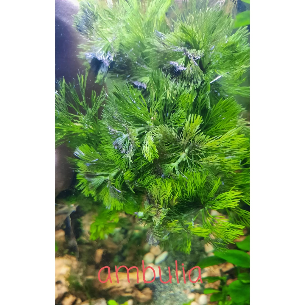 Limnophila Sessiliflora(ambulia) | Shopee Philippines