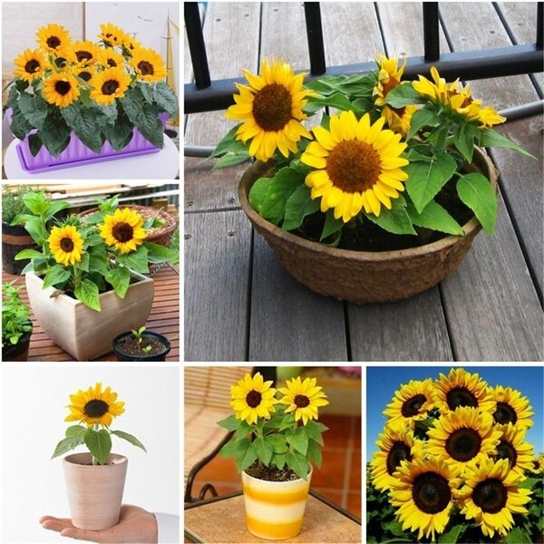 How To Grow Sunflower Seeds In The Philippines Best Flower Site