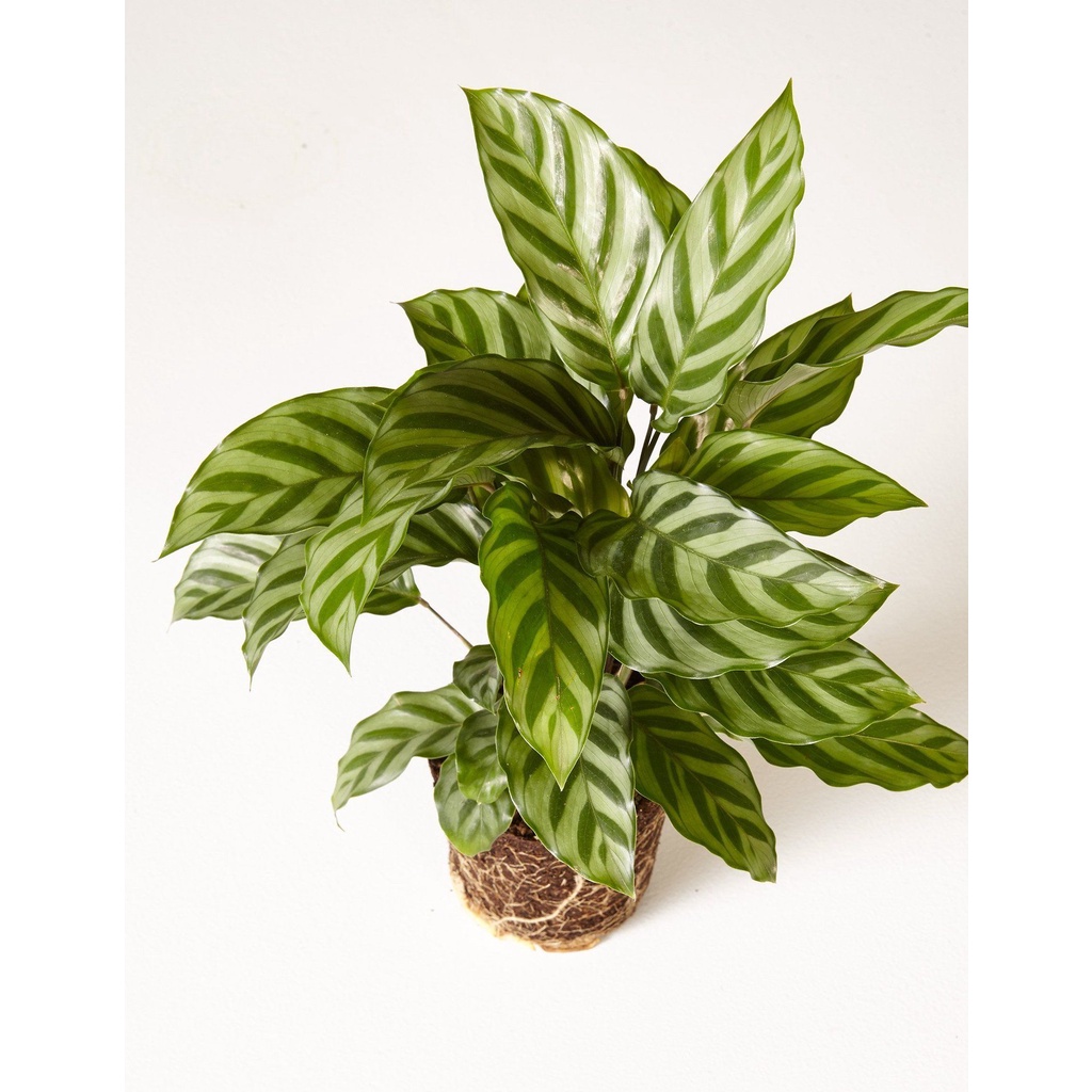 【COD】10pcs Rare Calathea Seeds Air Freshening Plants Seeds #SW10 ...