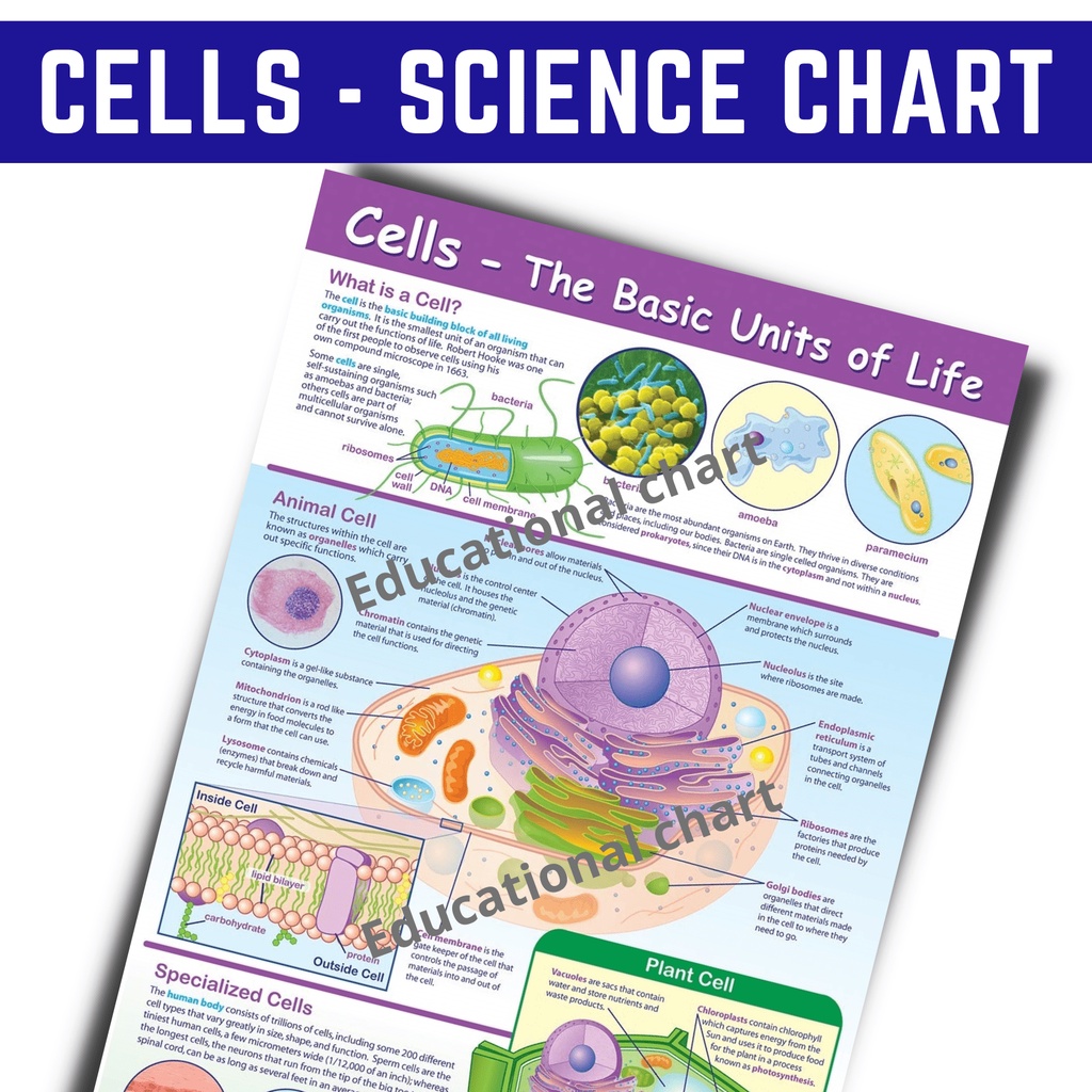 CELLS BASIC UNITS OF LIFE POSTERS CHARTS I ALL ABOUT SCIENCE CHARTS, A4 ...