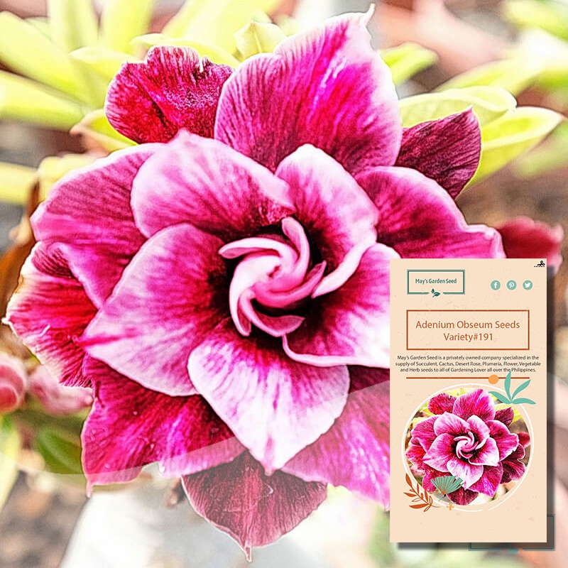 Multi Petals Pink Red White Desert Rose Seeds Adenium Obesum Seeds Variety Shopee