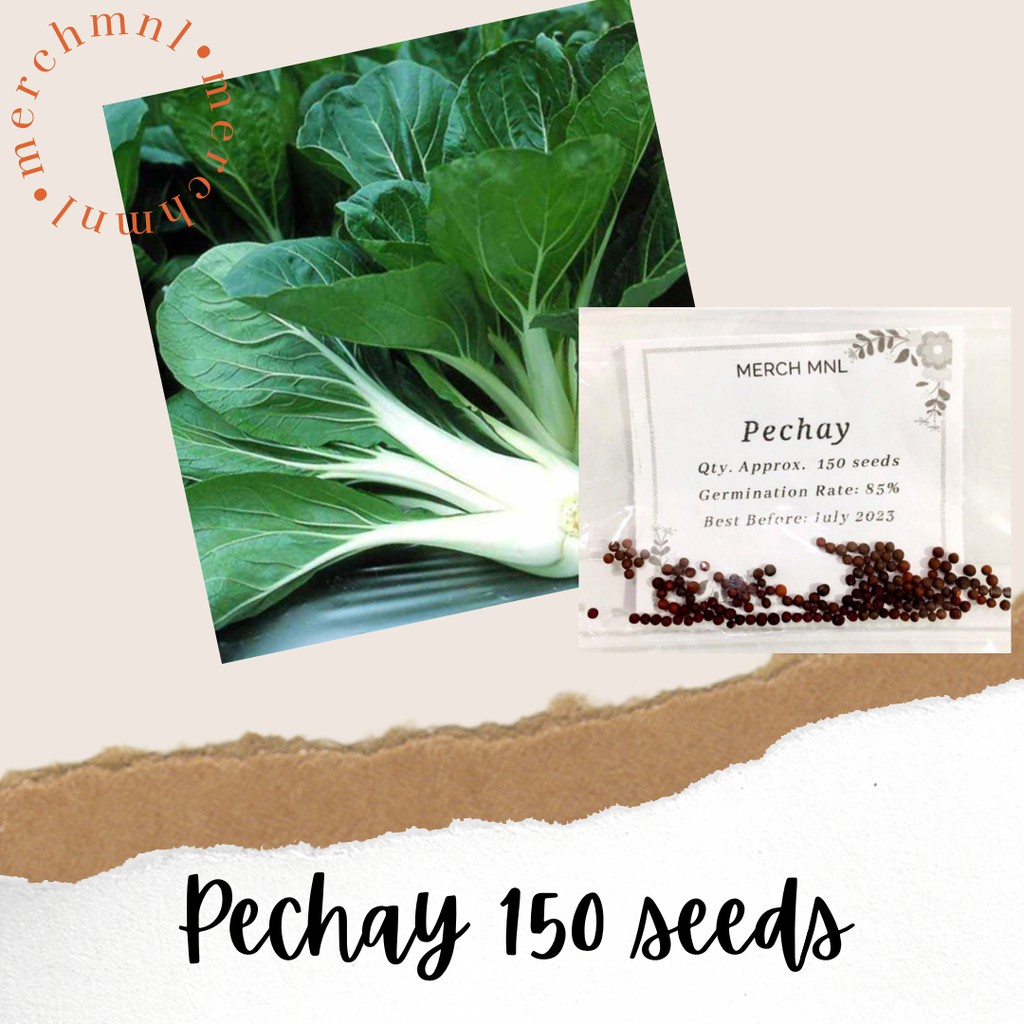 Vegetable Seeds Collection A (Pechay, Celery, Lettuce, Eggplant, Cherry ...