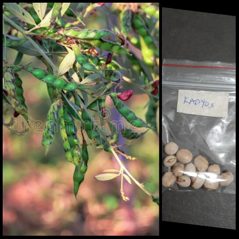 kadyos / kardis /pigeon pea (homegardening) | Shopee Philippines