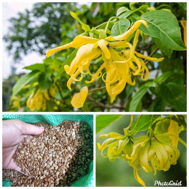 YLANG YLANG TREE SEEDS (50 SEEDS) BUY 2 GET 1 FREE Shopee Philippines