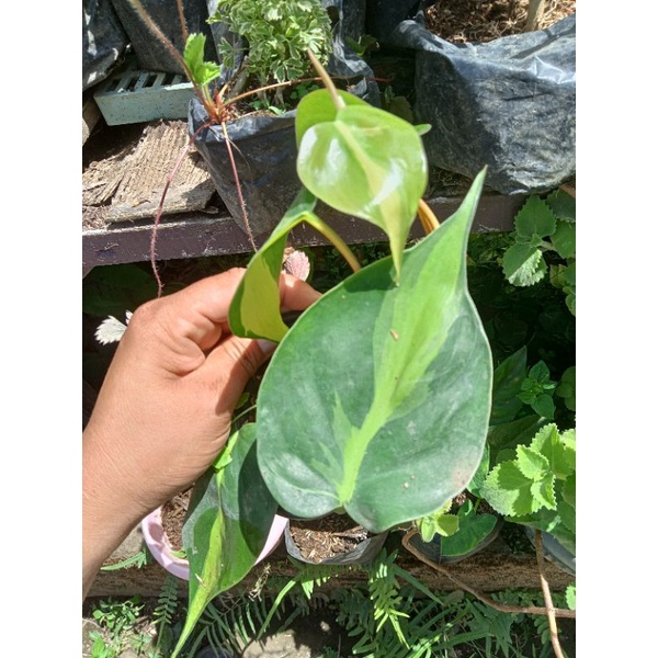 Available live plants for sale (Brasil Photos) Shopee Philippines