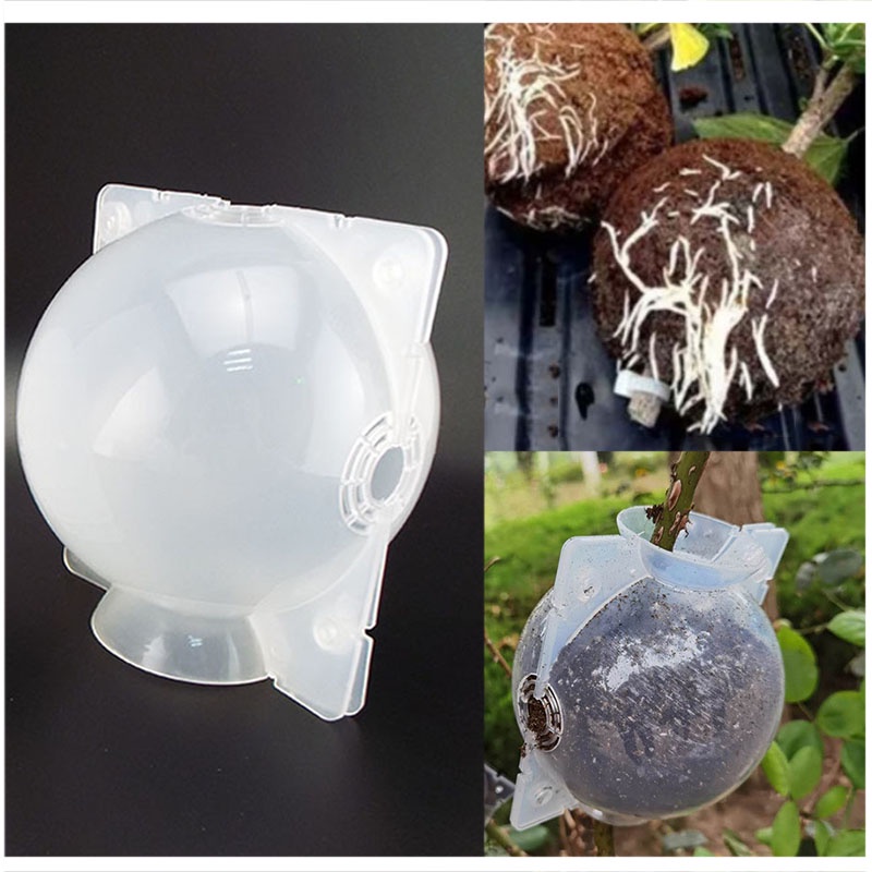 12cm Garden Fruit Tree Plant Rooting Ball Root Growing Boxes Case ...