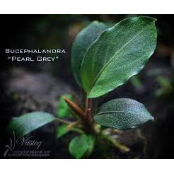 Bucephalandra : buce pink lady, Skeleton king , Black swan , pearl gray  -rare species. | Shopee Philippines