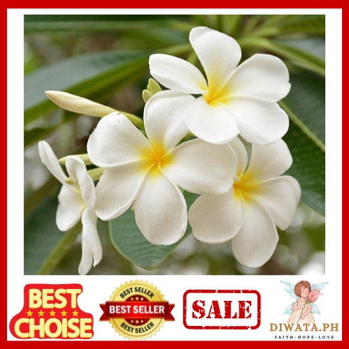 Hawaiian Calachuchi White Frangipani Giant Kalachuchi | Fragrant ...
