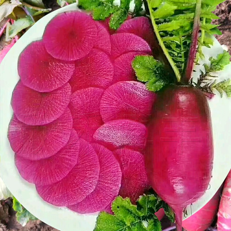 Red King Radish Kimchi Vegetable Seeds ( 200 seeds ) Basic Farm House