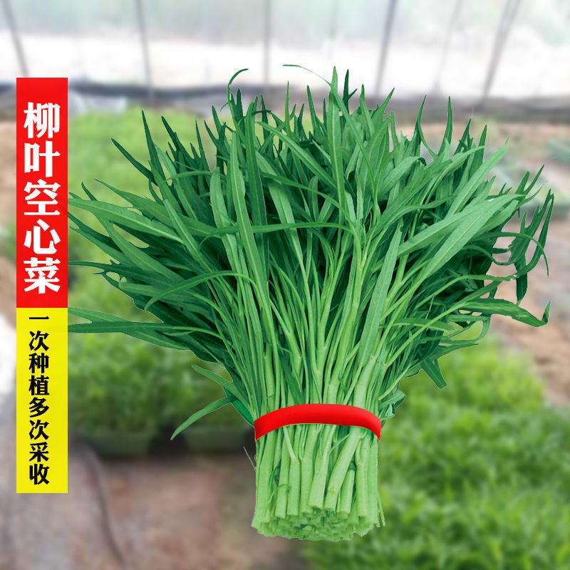 Willow Leaf Mater Convolvulus Seed Sharp Leaf Vegetables Large and ...