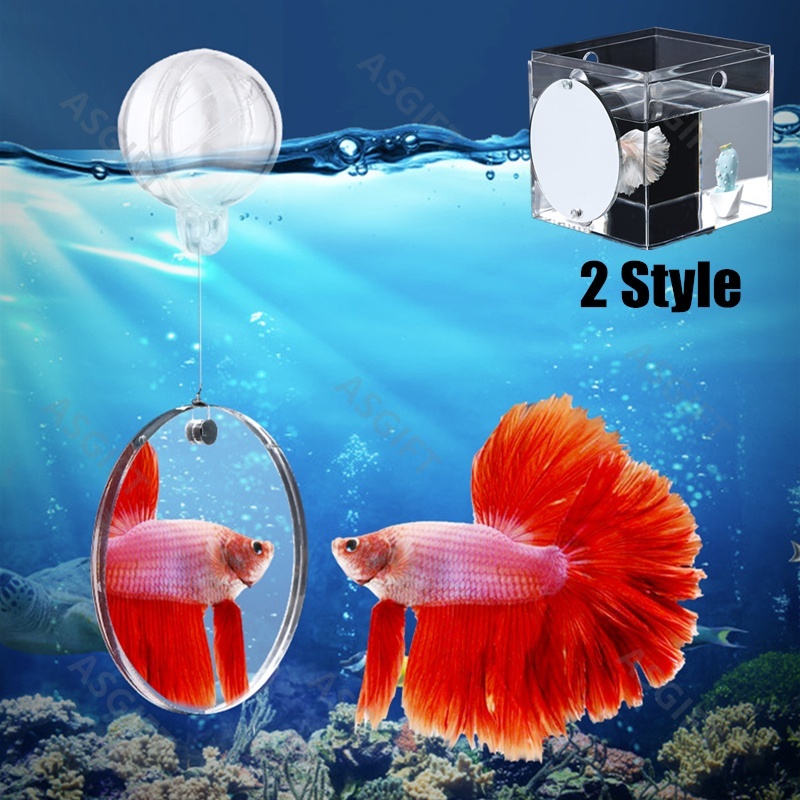 Acrylic Aquarium Betta Mirror Fish Tank Floating Mirror For Fish Betta Flowerhorn Cichlid Training Playing Accessories Shopee Philippines