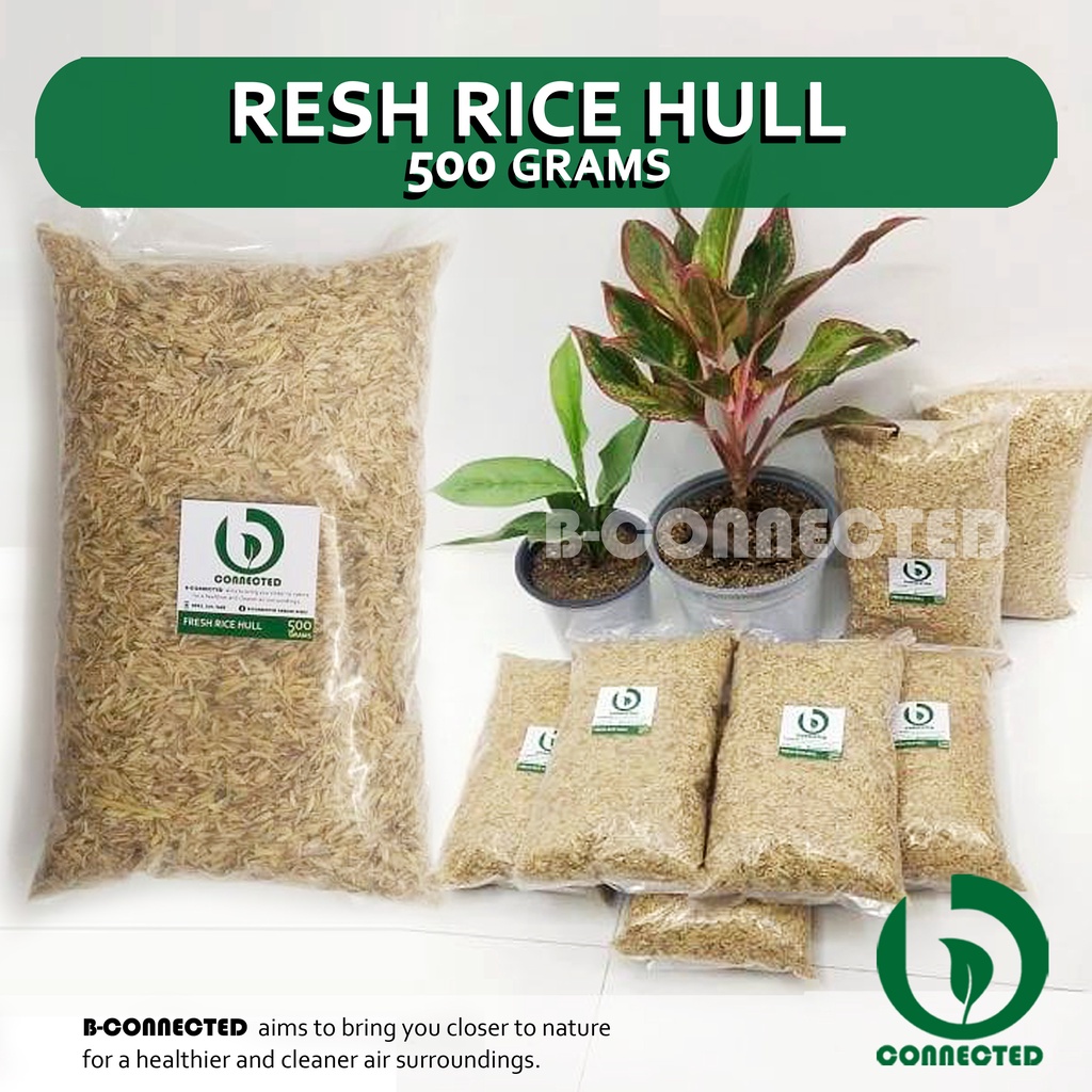 FRESH RICE HULL BY B-CONNECTED / Ipa ng palay - 500 grams | Shopee ...
