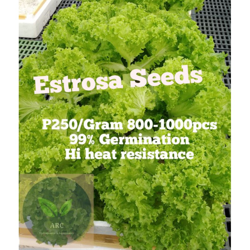 Estrosa Seeds Repacked1gram Enza Zaden 400 Pcs Seeds Shopee Philippines 2254