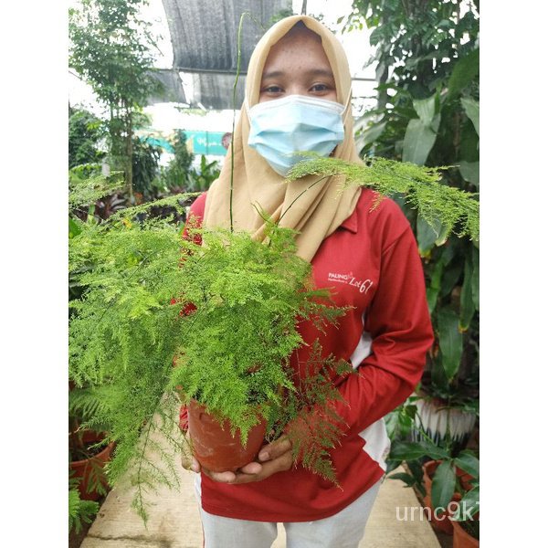 [Paling Horticulture Sdn Bhd] Asparagus Setaceus Nanus Fern Asparagus Fern Feng Shui Plant