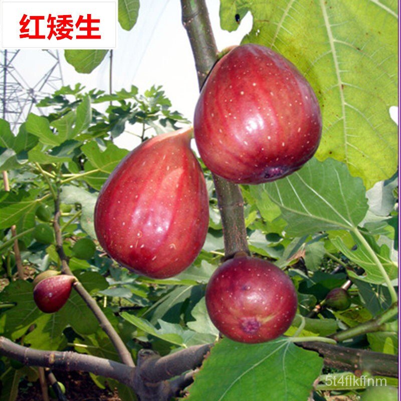 Fig Tree Fruit Seedling Potted Plant Field Cultivation with Fruit and