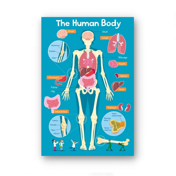 Laminated Alphabet, First Phonics, First Words, Adding Up, Human Body ...