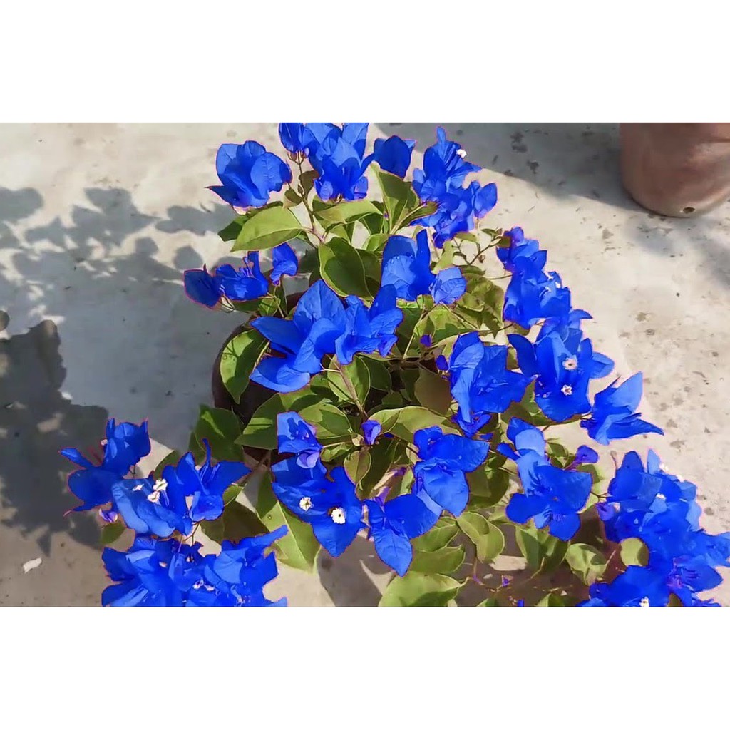 Blue Bougainvillea Plant Amazing