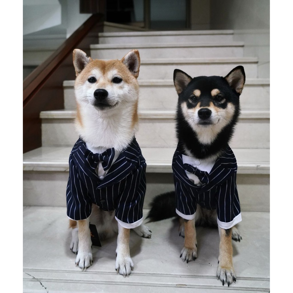 Formal dog clothes best sale