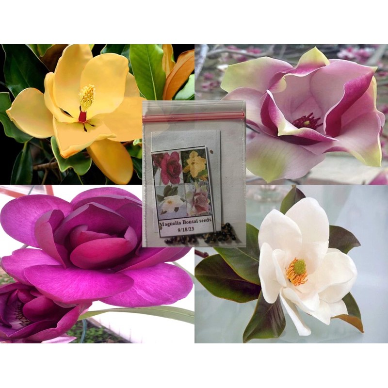 Magnolia and Tulips flower seeds 20 Mix assorted Moonapace | Shopee