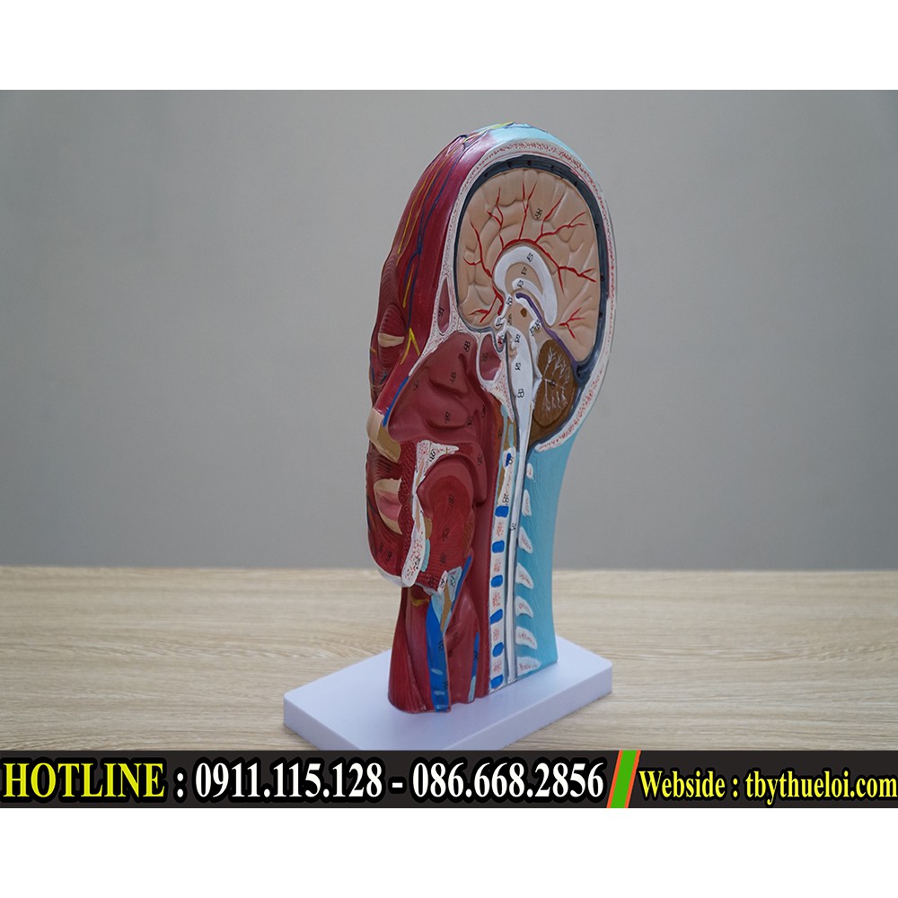 [Genuine] Vertical Cut Neck Head Model - Anatomy Model Of Neck Face ...