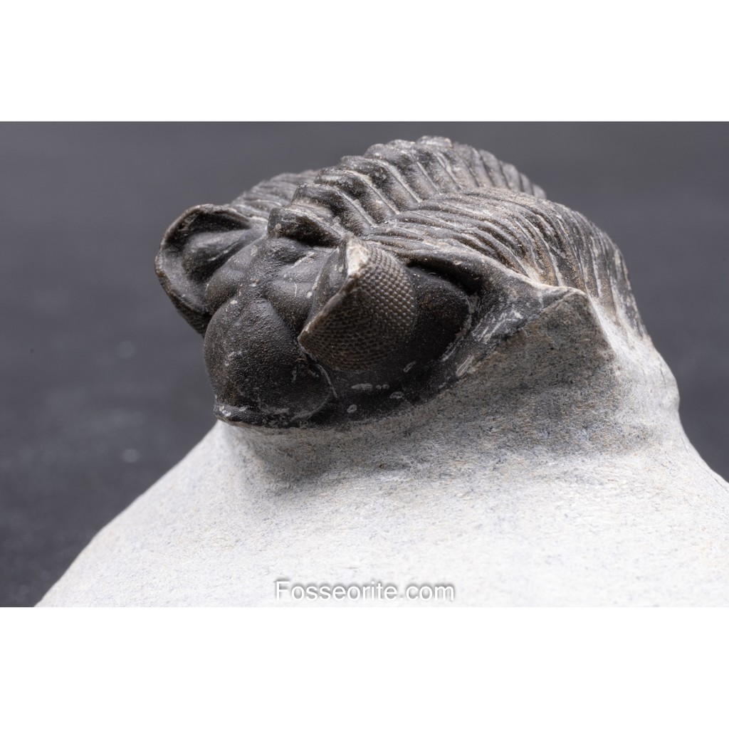 ! Museum Grade + Aged Over 390 Million Years Old!!! 50mm Coltraenia ...