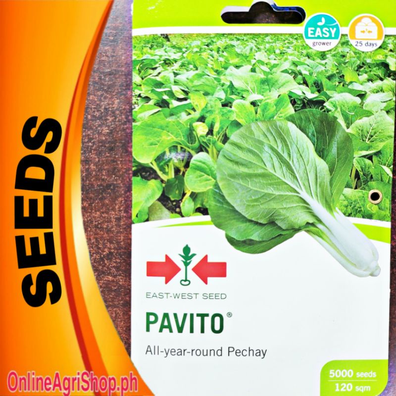 Shop petchay for Sale on Shopee Philippines