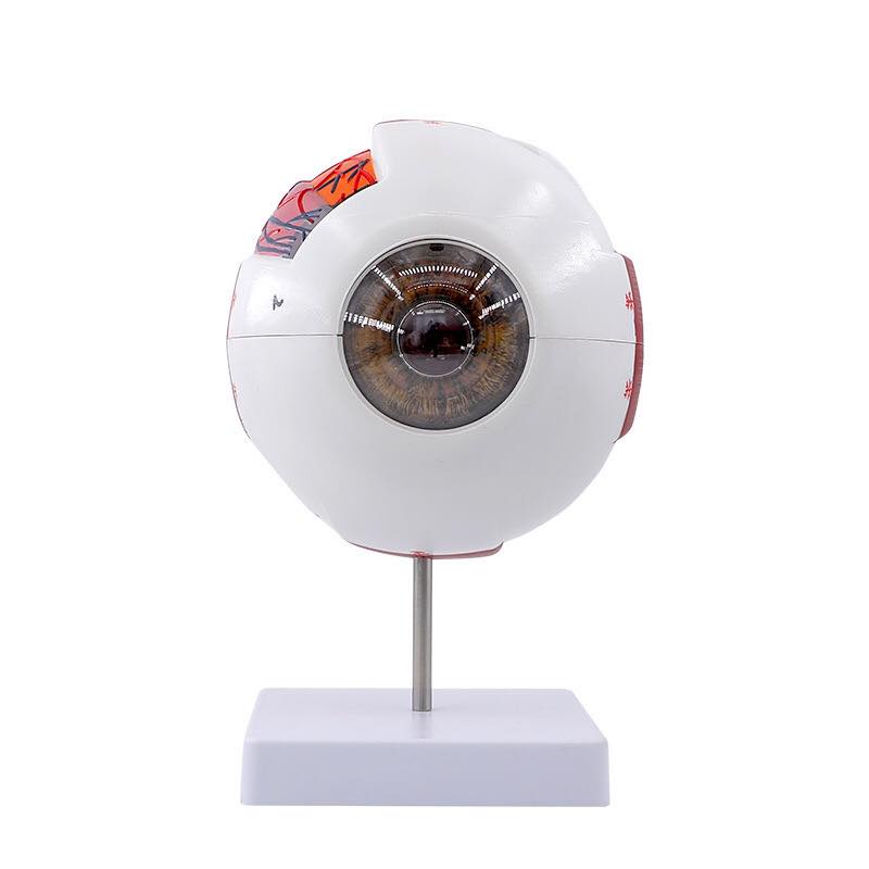 Eye Anatomy Model for Laboratory Use - Eye Model - Eye Structure ...