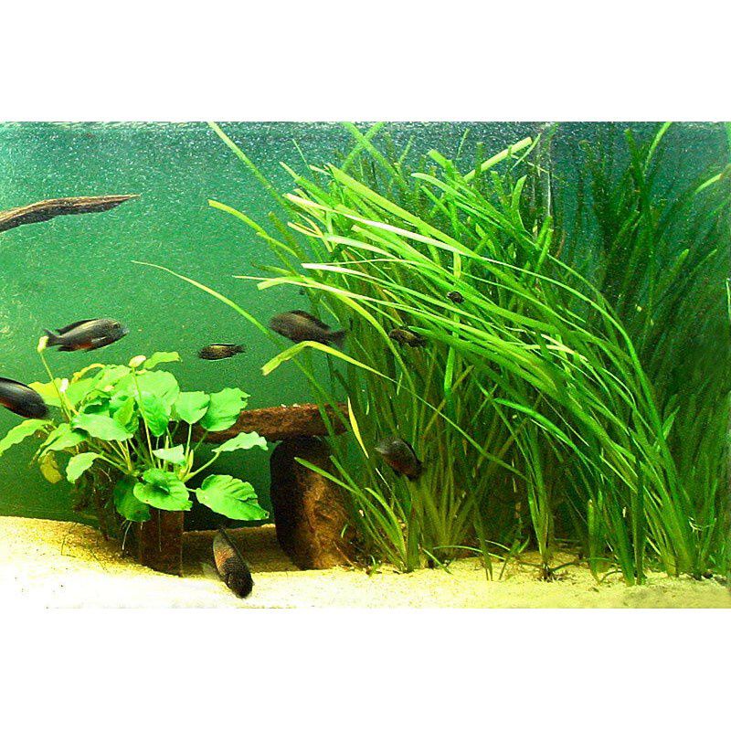 Jungle Val 7 pcs (Rooted) Shopee Philippines