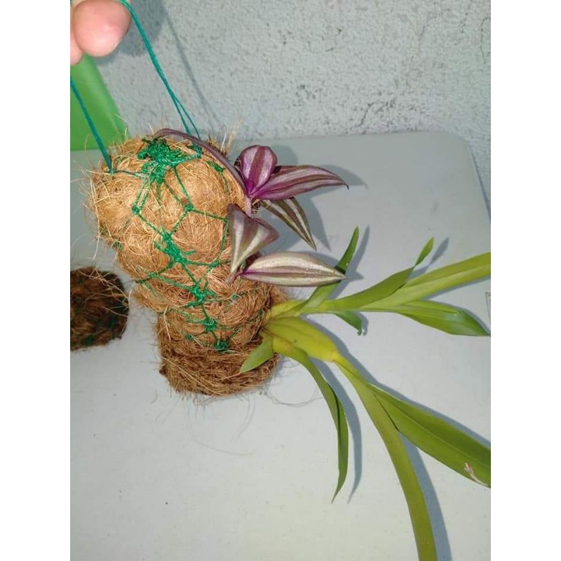20 cm Coco Wattles best for orchids | Shopee Philippines