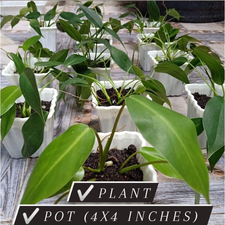 hosta plant sale Easy to Grow Bulbs Hosta main image 0